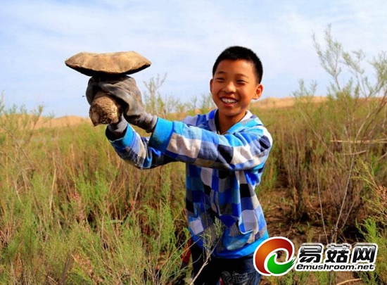 采蘑菇