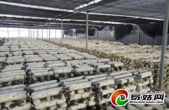 蘑菇大棚