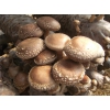 供应鲜香菇，距北京3小时车程，鲜货当日达，品质好！