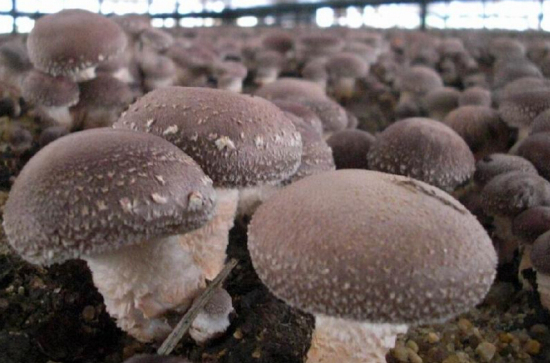 T4EZ2QGO25S{CVIHSPQ1[)0