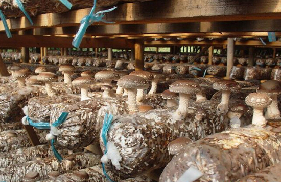 AS1NUYQ{KROAU1DH9SWL1VQ