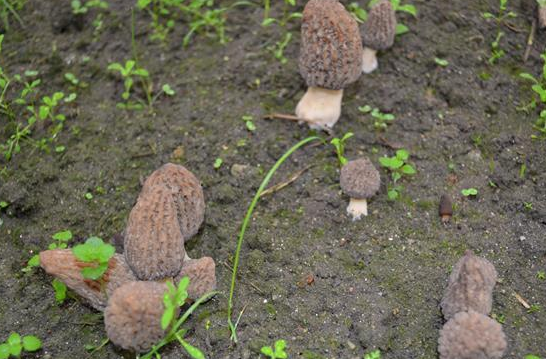 泌阳Manbetx体育手机版推荐A9版本