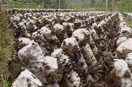 u=1491957519,673890899&fm=21&gp=0