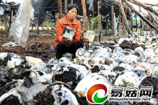 3万斤平菇化为灰烬 一把火碎了菇农心