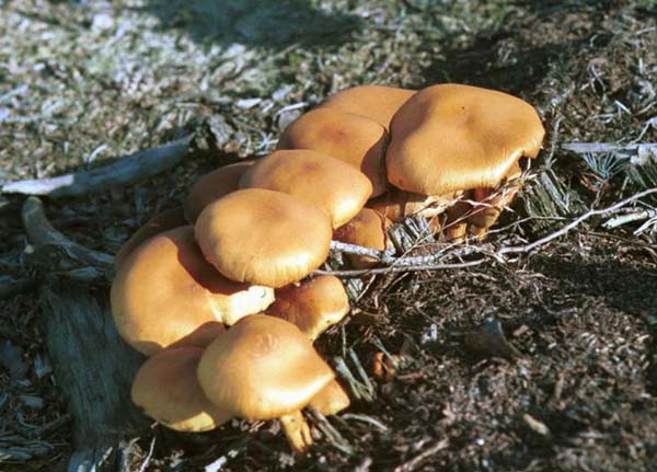 陇西Manbetx体育手机版推荐A9版本