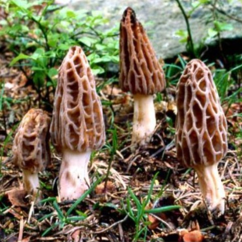 Manbetx体育手机版推荐A9版本