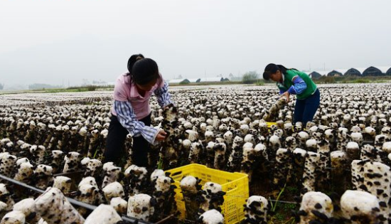 ED8X3EU0B}462_WWQB6J5[W