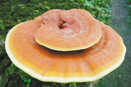 jrzb20081107a16-17b009