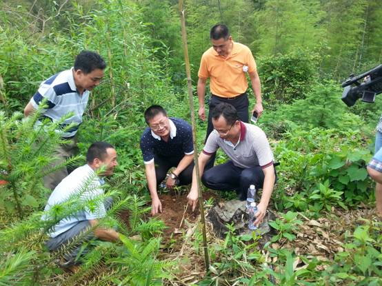 Cdocu<em></em>ments and SettingsAdministrator桌面星火2茯苓新品种&ldquo;闽苓A5&rdquo;示范项目通过中期测产.filesimage002