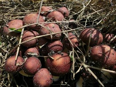 u=860311782,3486381332&fm=11&gp=0