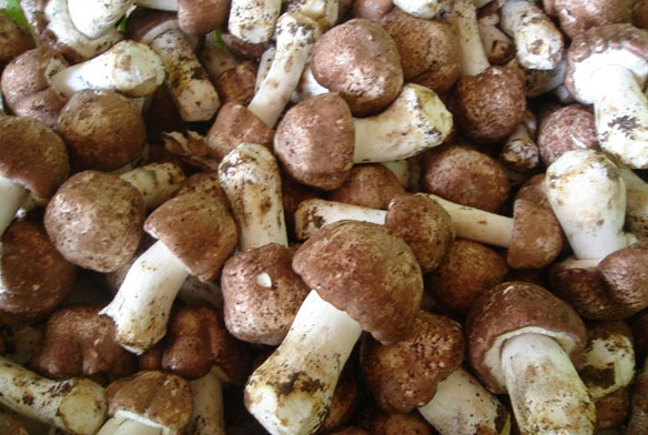 mp20689541_1435634751445_2