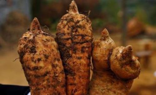 u=2202506766,1856500464&fm=21&gp=0