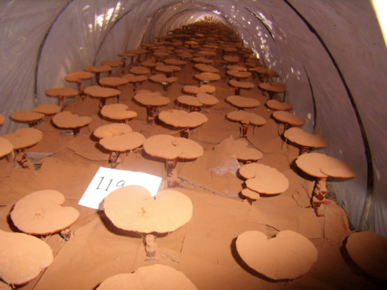 9cfb6133gd0a66a2d9a8d&690