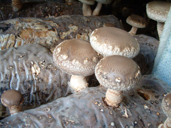 01300000172491121799695041508 (1)