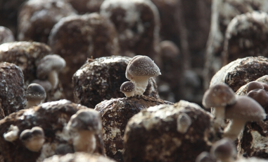 VN[Y%_N~U5U6[}[XH2}{$AS