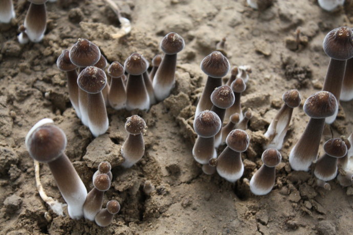 c29e7bbftd71140540856&690