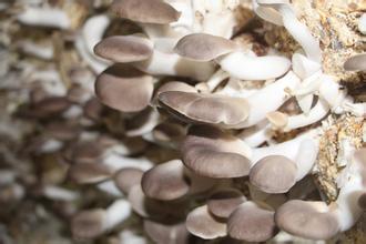 u=2212755359,2648416944&fm=21&gp=0