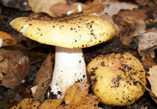 XE829~ZV20_EPZ}2OD{P7A8