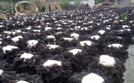 16}B3HB{C(B[0T_PSW10_WL