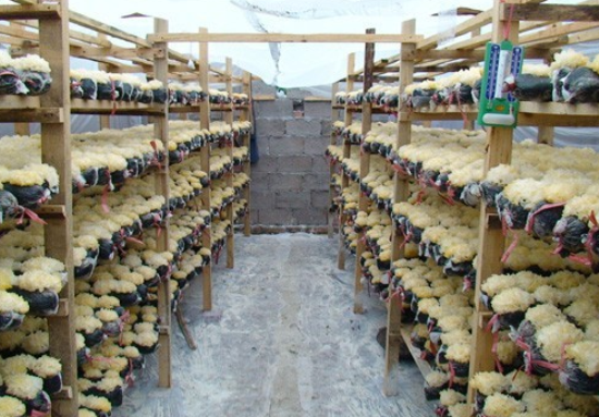 `)3PJ0LT7DTYX{WW6XSPAAR