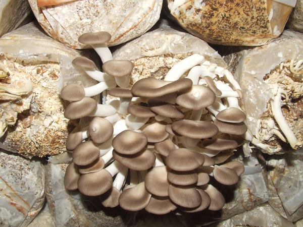 9760d366nb88009bbb316&690