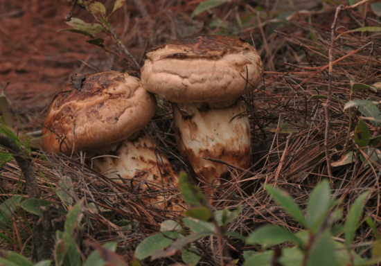 ABUIABACGAAgofHlmwUo_OPAkwUw6gc4vQU