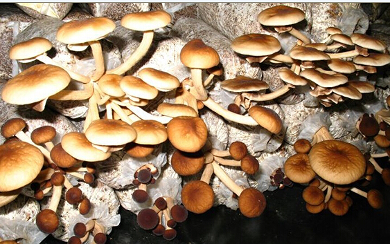 QQ截图20150820155225