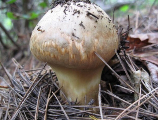 (~378X1%KVO07S55@CPYG0S