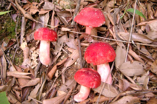 1111244508_14032528004051n