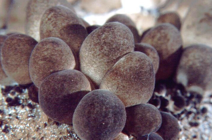 IS5HAY[~GNAR@FRC(3O3UN9