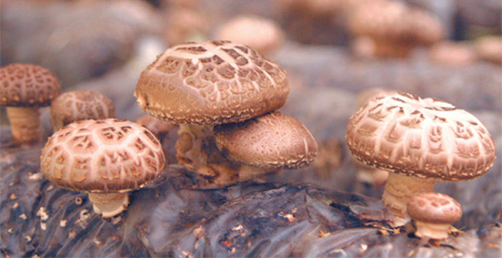 u=554973674,3220387067&fm=11&gp=0