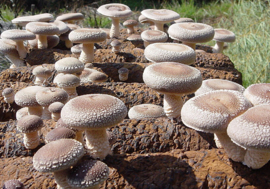 IVWTCGLKT(9E~C]1YX~%P]2