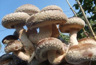 u=239961627,961897913&fm=21&gp=0