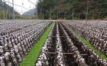 u=1158450055,3739757252&fm=21&gp=0