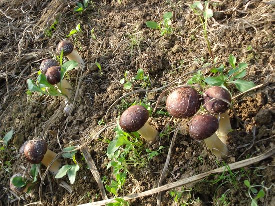 xinhua_sc_yibin2010126103535