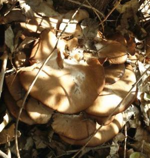 LVL77)9U1GC)H12WDE21DQB