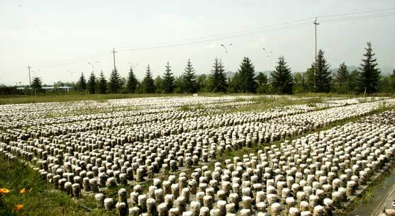 6[@])Q5MMY(F_7JTZFAL_MG