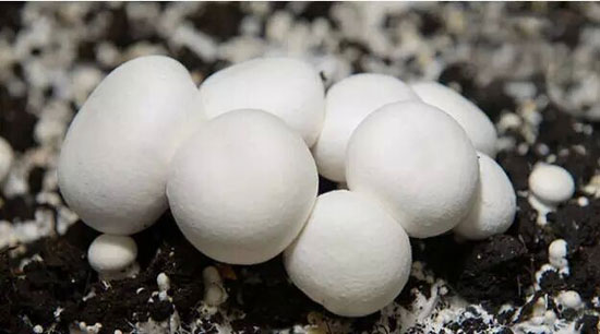 mp40856662_1447151744289_2_th