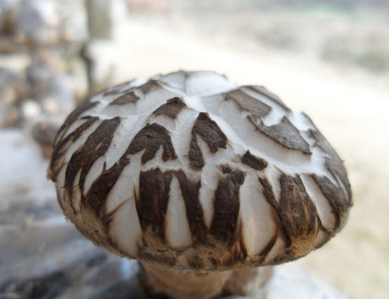 VZ$%01~5J82DTP_Y04)(@QK