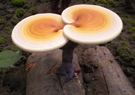 compic1384699911627_1553813