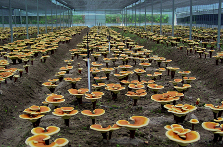 xin_393100824111495344184