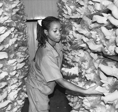 5231895f-652b-4c81-b33e-cc0e98242454_size118_w400_h378