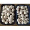 双孢菇批发、江西有机双孢菇生产基地