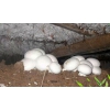 江西双孢菇种植基地、有机双孢菇、价格实惠、欢迎来电咨询