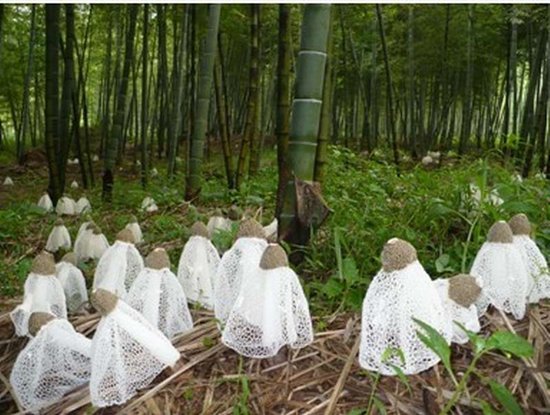 3126152710215530.700700