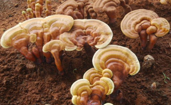 (MLLZYXK7TAOWH_~AU9Z}E7