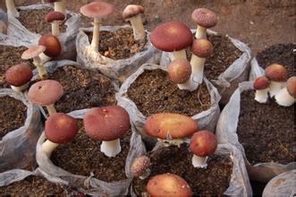 u=2950086118,2845488688&fm=21&gp=0