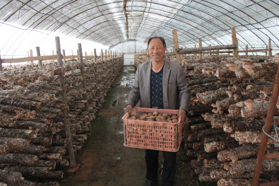 平泉新一代标准化出菇棚产出优质花香菇后让菇农高兴得合不拢嘴