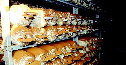 HY2(B~P%~381L0G(CSRI8W0