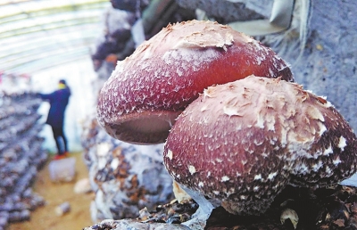 1118111418_14542882290001n